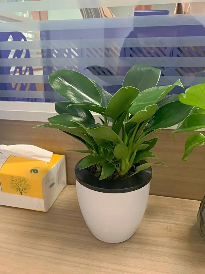 【 Lung Nourishing Drug King 】 Golden Diamond Green Plant