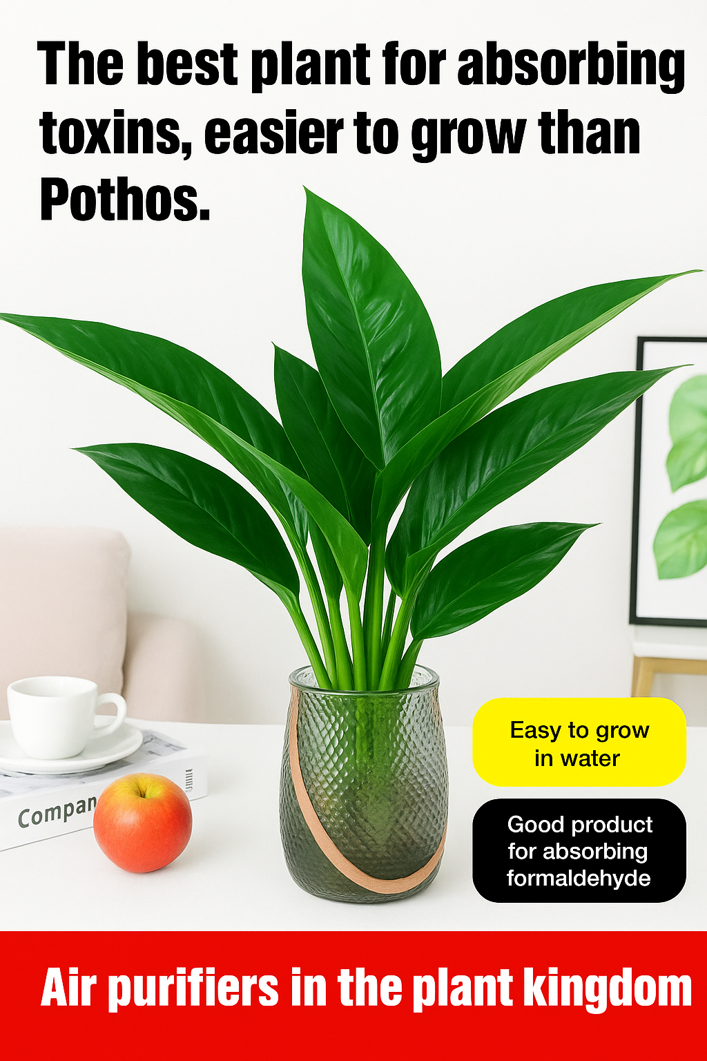 【 Lung Nourishing Drug King 】 Golden Diamond Green Plant