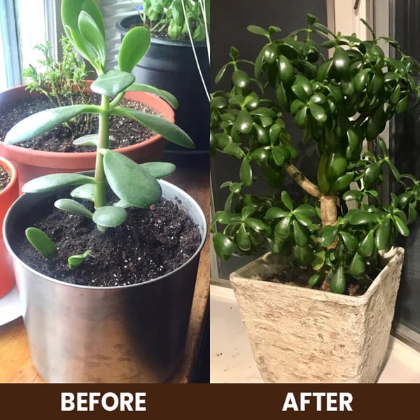 Soil Activator: Plants' Best Friend - Rejuvenate Your Plants