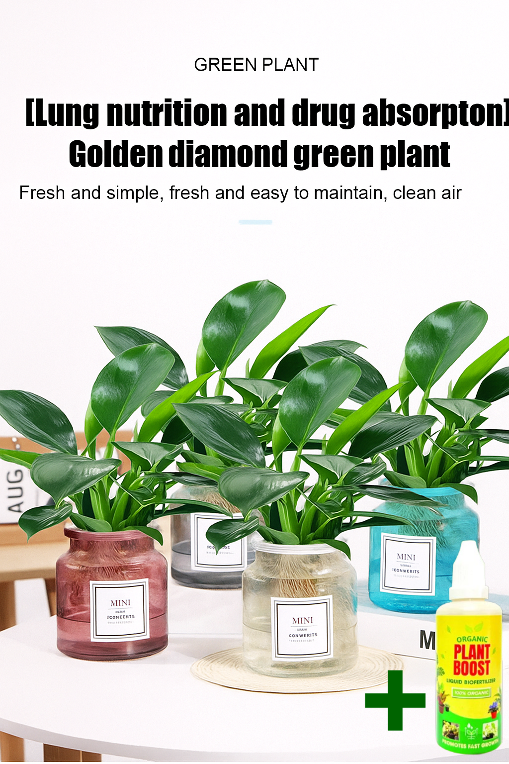 【 Lung Nourishing Drug King 】 Golden Diamond Green Plant